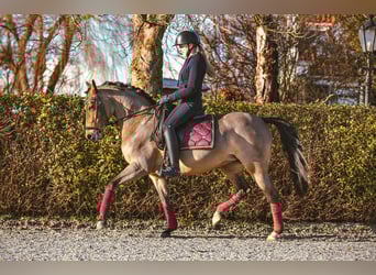 NRPS, Sto, 11 år, 146 cm, Brun