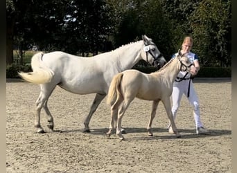 NRPS Blandning, Sto, 1 år, 130 cm, Perlino