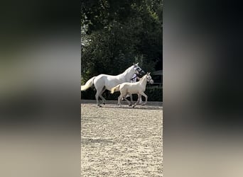 NRPS Blandning, Sto, 1 år, 130 cm, Perlino