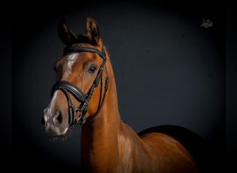 NRPS, Sto, 3 år, 148 cm, Brun
