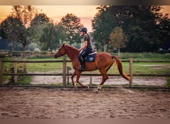 NRPS, Stute, 4 Jahre, 145 cm, Rotfuchs