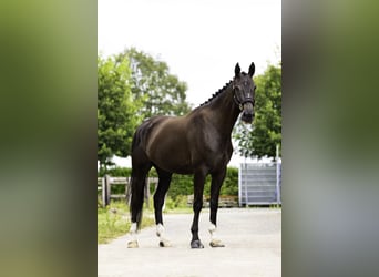 NRPS, Sto, 5 år, 174 cm, Rökfärgad svart