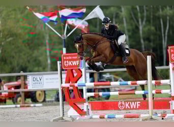 NRPS, Stute, 10 Jahre, 154 cm, Fuchs