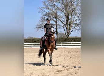 NRPS, Stute, 10 Jahre, 161 cm, Brauner