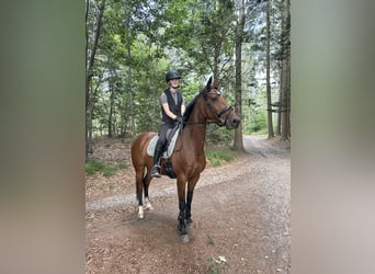NRPS, Stute, 10 Jahre, 161 cm, Brauner