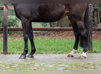 NRPS, Stute, 10 Jahre, 167 cm