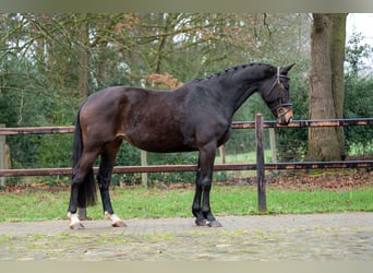 NRPS, Stute, 10 Jahre, 167 cm