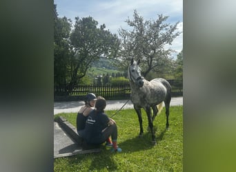 NRPS, Stute, 11 Jahre, 147 cm, Apfelschimmel