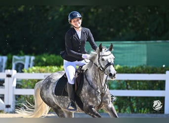 NRPS, Stute, 11 Jahre, 147 cm, Apfelschimmel