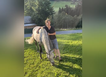 NRPS, Stute, 11 Jahre, 147 cm, Apfelschimmel
