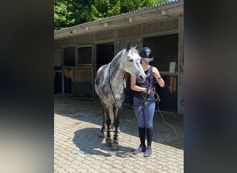 NRPS, Stute, 11 Jahre, 147 cm, Apfelschimmel
