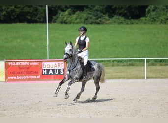 NRPS, Stute, 11 Jahre, 147 cm, Apfelschimmel