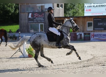NRPS, Stute, 11 Jahre, 147 cm, Apfelschimmel