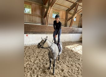 NRPS, Stute, 11 Jahre, 147 cm, Apfelschimmel