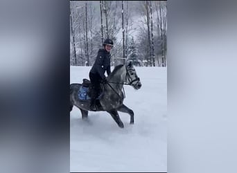 NRPS, Stute, 11 Jahre, 147 cm, Apfelschimmel