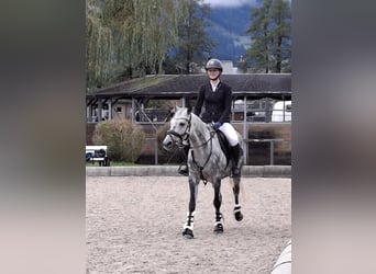 NRPS, Stute, 11 Jahre, 147 cm, Apfelschimmel