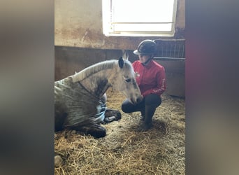 NRPS, Stute, 12 Jahre, 147 cm, Apfelschimmel