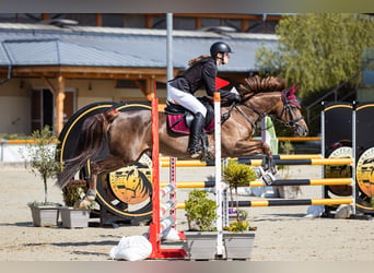 NRPS, Stute, 13 Jahre, 148 cm, Fuchs
