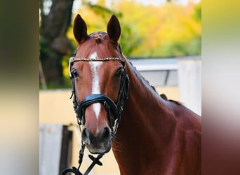 NRPS Mix, Stute, 13 Jahre, 148 cm, Fuchs
