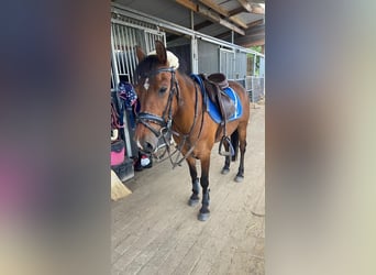 NRPS, Stute, 14 Jahre, 126 cm, Brauner