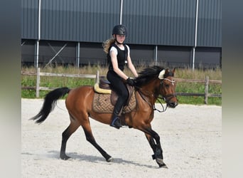NRPS, Stute, 14 Jahre, 126 cm, Brauner