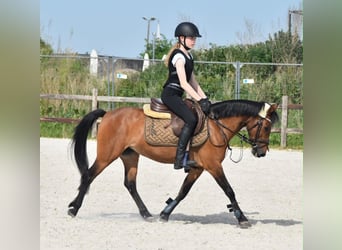 NRPS, Stute, 14 Jahre, 126 cm, Brauner