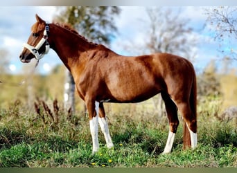 NRPS, Stute, 15 Jahre, 146 cm, Fuchs