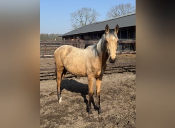 NRPS, Stute, 1 Jahr, 140 cm, Buckskin