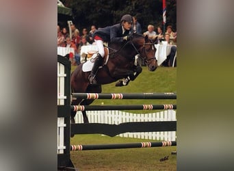 NRPS, Stute, 1 Jahr, 148 cm, Tigerschecke