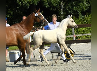 NRPS, Stute, 1 Jahr, 164 cm, Palomino