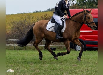 NRPS, Stute, 22 Jahre, 145 cm