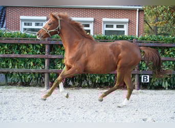 NRPS, Stute, 2 Jahre, 160 cm, Rappe