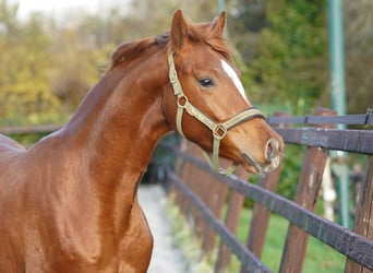 NRPS, Stute, 2 Jahre, 160 cm, Rappe