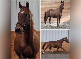 NRPS, Stute, 2 Jahre NRPS, Stute, 2 Jahre