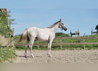NRPS, Stute, 2 Jahre, Schimmel