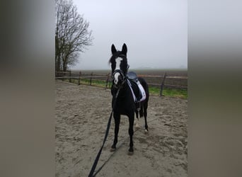 NRPS, Stute, 3 Jahre, 134 cm, Schwarzbrauner