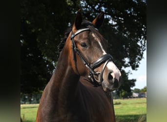 NRPS, Stute, 3 Jahre, 139 cm