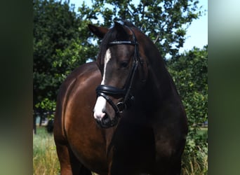 NRPS, Stute, 3 Jahre, 139 cm, Schwarzbrauner