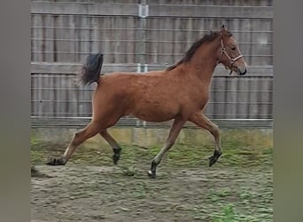 NRPS, Stute, 3 Jahre, 140 cm, Falbe