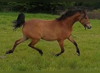 NRPS, Stute, 3 Jahre, 140 cm, Falbe
