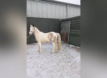 NRPS, Stute, 3 Jahre, 140 cm, Schecke