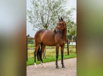 NRPS, Stute, 3 Jahre, 143 cm, Brauner