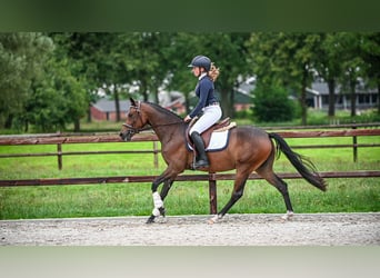 NRPS, Stute, 3 Jahre, 143 cm, Brauner