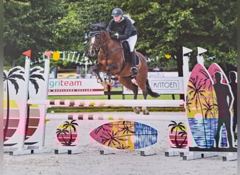 NRPS, Stute, 3 Jahre, 145 cm, Brauner