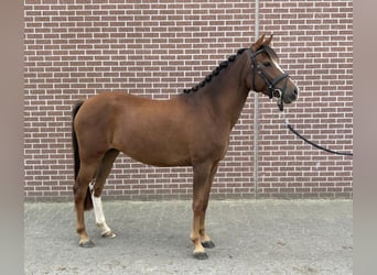 NRPS, Stute, 3 Jahre, 145 cm, Brauner