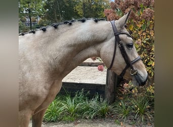NRPS, Stute, 3 Jahre, 146 cm, Buckskin