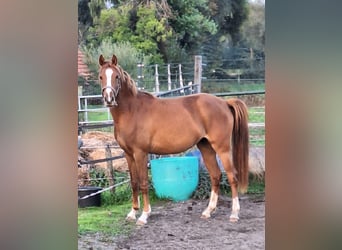 NRPS, Stute, 3 Jahre, 147 cm, Fuchs