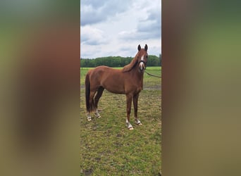 NRPS, Stute, 3 Jahre, 147 cm, Fuchs