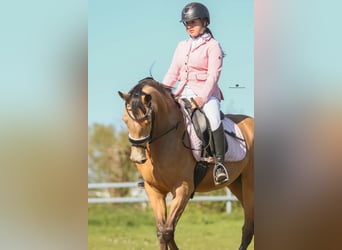 NRPS, Stute, 3 Jahre, 148 cm, Buckskin