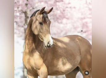 NRPS, Stute, 3 Jahre, 148 cm, Buckskin